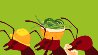 Scientists Put Paint on Ants to Study How They Form Societies<em></em>